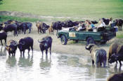 bulls