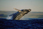 breaching